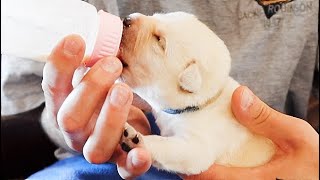 BottleFeeding The Smallest Labrador Puppies [upl. by Atiuqcaj524]