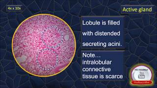 LYMPH NODE Anatomy amp Histology Simplified  Lymphatic System [upl. by Estella]