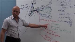 Trigeminal System  Neuroanatomy [upl. by Suidualc]