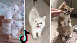 Funny Kittens of TikTok  Cutest Kittens Compilation [upl. by Narut265]