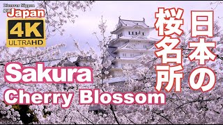 4K Japan Cherry Blossom Spotssakura日本の桜名所 絶景 京都 Kyoto 吉野山 弘前公園 上野公園 新宿御苑 姫路城 千鳥ヶ淵 花見 満開 観光 旅行 [upl. by Vil]