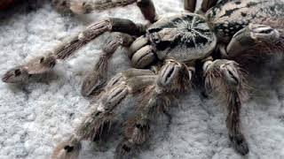 🧬 Top 10 Most Venomous Tarantulas [upl. by Irfan]