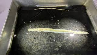 Phylum Nematoda Ascaris dissection [upl. by Nosidda588]