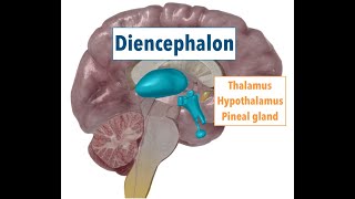 Diencephalon THALAMUS HYPOTHALAMUS PINEAL GLAND [upl. by Thgirw]