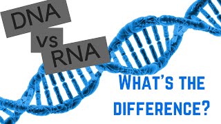 DNA vs RNA  5 Differences Between DNA and RNA [upl. by Anileh]