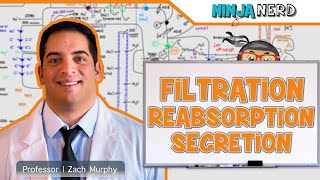 Renal  Filtration Reabsorption and Secretion Overview [upl. by Etnuhs261]