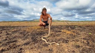 Catching the COASTAL TAIPAN Australia’s most DANGEROUS snake [upl. by Adahs]