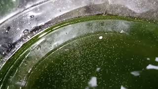 DAPHNIA MOINA CULTURE IN A SMALL BUCKET [upl. by Chaing229]