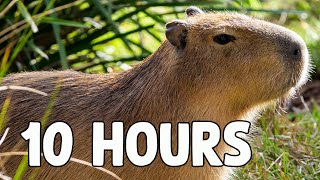 Capybara Song 10 HOURS [upl. by Phedra]