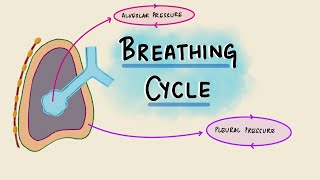 Calm Sunrise Breathing Animation  HRV Resonant Coherent Breathing [upl. by Rior]