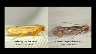 Clothes Moth Identification [upl. by Justina]