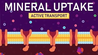 Plant Nutrition Mineral Absorption  Part 2 [upl. by Nagap778]