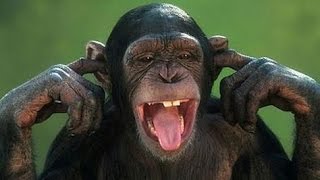 Arent monkeys just the funniest  Funny monkey compilation [upl. by Tarrsus]