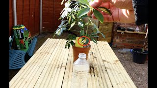 A Very Simple Method to Propagate Your Umbrella Tree Schefflera Plant [upl. by Rosati]