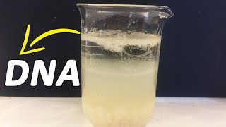 How To Extract DNA From Banana At Home [upl. by Cindy358]