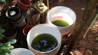 How to grow Green Water Algae [upl. by Ricoriki]