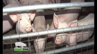 A Full Pig Farming Guide for Beginners  Smart Pigs Part 1 [upl. by Dinsmore]