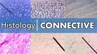 Histology  Connective Tissue [upl. by Narret]