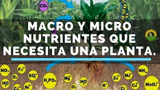 Macro y Micro Nutrientes que necesita una planta [upl. by Engleman]