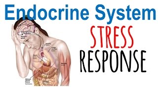 Stress response physiology [upl. by Hteboj]