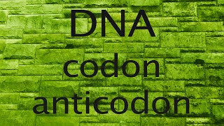 DNA codon or anticodon [upl. by Mallin]