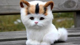 Adorable Cats Compilation  Most Beautiful Cats In The World 3 [upl. by Nnayd]