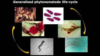 Biological control of nematodes [upl. by Llenhoj]