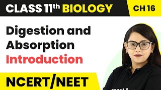 Digestion and Absorption  Introduction  Class 11 Biology [upl. by Nitniuq]