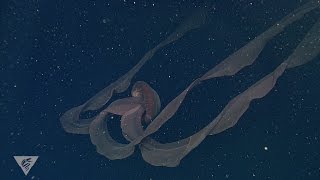 Ghostly critters from the deep sea Stygiomedusa gigantea [upl. by Anidal]