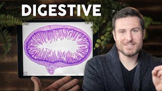 Digestive System Histology Explained for Beginners  Corporis [upl. by Ronyar]