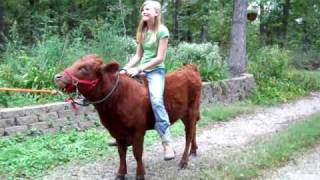 Riding Rosie Chronicals of an Irish Dexter cow [upl. by Nirmak598]