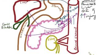 Amylase amp Lipase [upl. by Arica881]