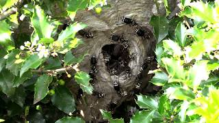 Bald Faced Hornet HUGE Nest removal Wasp Nest [upl. by Nerb]