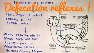 Defecation reflexes  med tutorials [upl. by Hamaso]