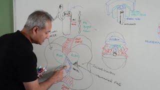 Spinal Cord Development  Embryology [upl. by Ayifas354]