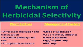 Mechanism of Herbicidal Selectivity [upl. by Neely]