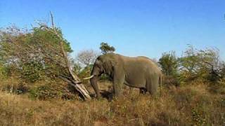 Elephant Knocking Down Tree [upl. by Tena]