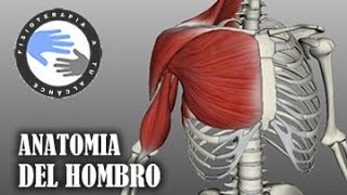 Anatomia y musculos del hombro [upl. by Cos149]