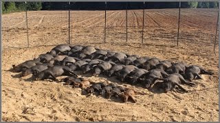 Wild Hog Trapping  9 3333 Feral Hog Capture  JAGER PRO™ [upl. by Toogood134]