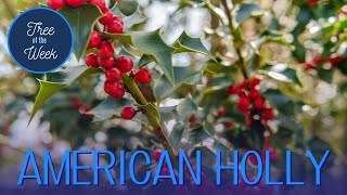 Tree of the Week American Holly [upl. by Anaile397]