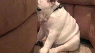 When dogs make mistakesBest Funny Guitly Dogs Compilation of all time [upl. by Norab737]