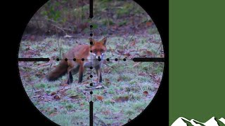 Fox and squirrel shooting [upl. by Kachine]