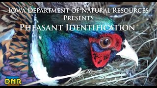 Pheasant Identification Iowa DNR [upl. by Atnamas338]