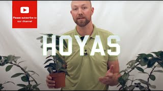 All you need to know about Hoyas Wax flower [upl. by Lorraine427]