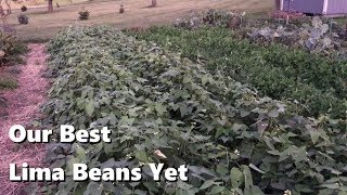 Our Best Lima Beans Yet [upl. by Nafri880]