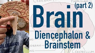 Brain Diencephalon and Brainstem [upl. by Ennairol]