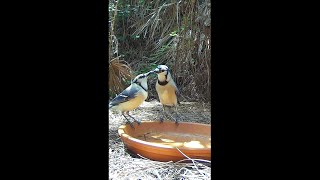 Blue Jay Courtship [upl. by Nitniuq]