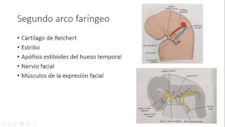 ARCOS FARINGEOS EMBRIOLOGIA [upl. by Sussi79]