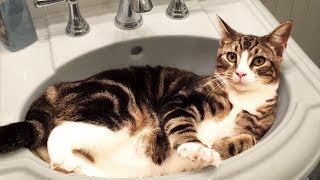 Cute and Funny Cat Videos to Keep You Smiling 🐱 [upl. by Senoj501]