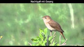 Nachtigall mit Gesang  Nightingale singing 1080p HD [upl. by Delia618]